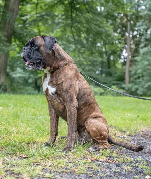 Güzel 3 yaşında safkan altın sarısı Alman boksör köpek yavrusu zıplayarak açık havada atış yapıyor..