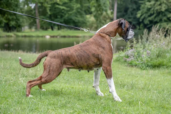 Güzel 3 yaşında safkan altın sarısı Alman boksör köpek yavrusu zıplayarak açık havada atış yapıyor..