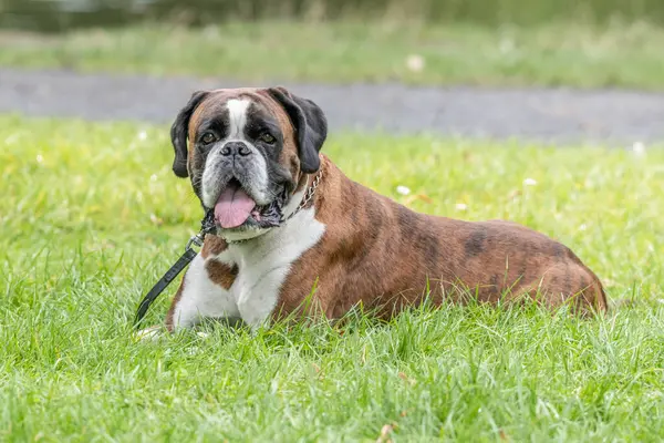 Güzel 3 yaşında safkan altın sarısı Alman boksör köpek yavrusu zıplayarak açık havada atış yapıyor..