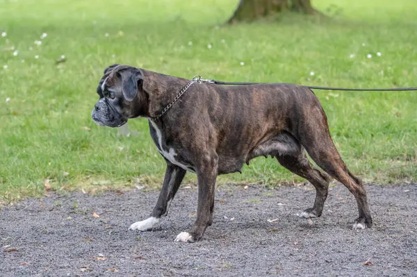 Güzel 3 yaşında safkan altın sarısı Alman boksör köpek yavrusu zıplayarak açık havada atış yapıyor..