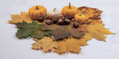 Gri arkaplanlı portakal kabakları ve meşe ağacından yapılmış sonbahar çerçevesi Şükran Günü Cadılar Bayramı kavramında.