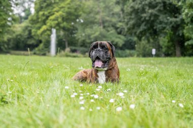Güzel 3 yaşında safkan altın sarısı Alman boksör köpek yavrusu zıplayarak açık havada atış yapıyor..