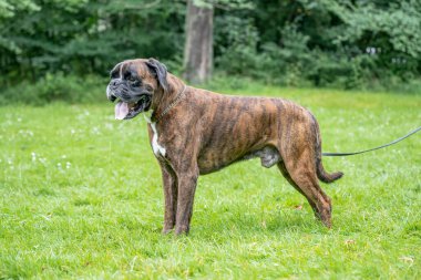 Güzel 3 yaşında safkan altın sarısı Alman boksör köpek yavrusu zıplayarak açık havada atış yapıyor..