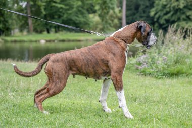 Güzel 3 yaşında safkan altın sarısı Alman boksör köpek yavrusu zıplayarak açık havada atış yapıyor..