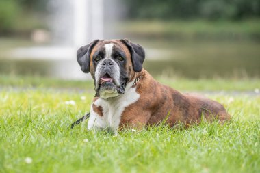 Güzel 3 yaşında safkan altın sarısı Alman boksör köpek yavrusu zıplayarak açık havada atış yapıyor..