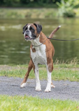 Güzel 3 yaşında safkan altın sarısı Alman boksör köpek yavrusu zıplayarak açık havada atış yapıyor..