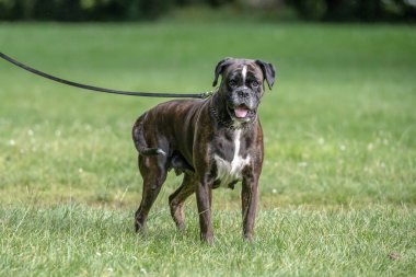 Güzel 3 yaşında safkan altın sarısı Alman boksör köpek yavrusu zıplayarak açık havada atış yapıyor..