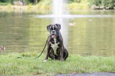 Güzel 3 yaşında safkan altın sarısı Alman boksör köpek yavrusu zıplayarak açık havada atış yapıyor..