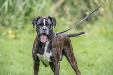 Güzel 3 yaşında safkan altın sarısı Alman boksör köpek yavrusu zıplayarak açık havada atış yapıyor..