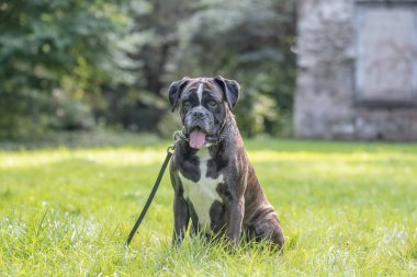 Güzel 3 yaşında safkan altın sarısı Alman boksör köpek yavrusu zıplayarak açık havada atış yapıyor..