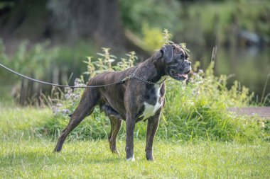 Güzel 3 yaşında safkan altın sarısı Alman boksör köpek yavrusu zıplayarak açık havada atış yapıyor..