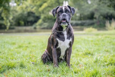 Güzel 3 yaşında safkan altın sarısı Alman boksör köpek yavrusu zıplayarak açık havada atış yapıyor..