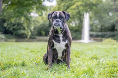 Güzel 3 yaşında safkan altın sarısı Alman boksör köpek yavrusu zıplayarak açık havada atış yapıyor..