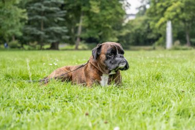 Güzel 3 yaşında safkan altın sarısı Alman boksör köpek yavrusu zıplayarak açık havada atış yapıyor..