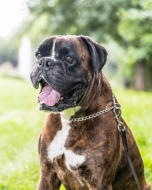 Güzel 3 yaşında safkan altın sarısı Alman boksör köpek yavrusu zıplayarak açık havada atış yapıyor..