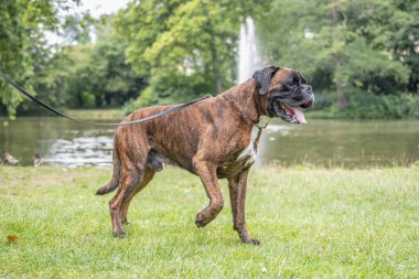 Güzel 3 yaşında safkan altın sarısı Alman boksör köpek yavrusu zıplayarak açık havada atış yapıyor..