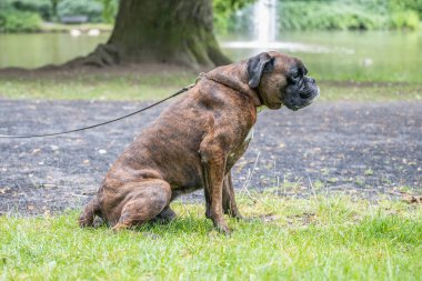 Güzel 3 yaşında safkan altın sarısı Alman boksör köpek yavrusu zıplayarak açık havada atış yapıyor..