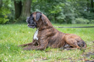 Güzel 3 yaşında safkan altın sarısı Alman boksör köpek yavrusu zıplayarak açık havada atış yapıyor..