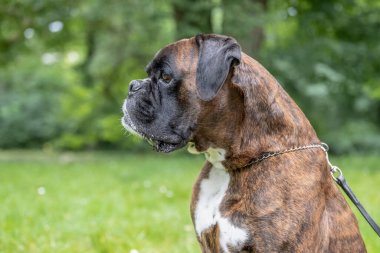 Güzel 3 yaşında safkan altın sarısı Alman boksör köpek yavrusu zıplayarak açık havada atış yapıyor..