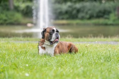 Güzel 3 yaşında safkan altın sarısı Alman boksör köpek yavrusu zıplayarak açık havada atış yapıyor..