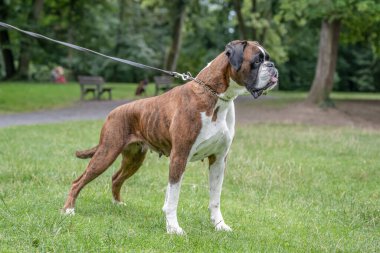 Güzel 3 yaşında safkan altın sarısı Alman boksör köpek yavrusu zıplayarak açık havada atış yapıyor..