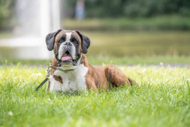Güzel 3 yaşında safkan altın sarısı Alman boksör köpek yavrusu zıplayarak açık havada atış yapıyor..