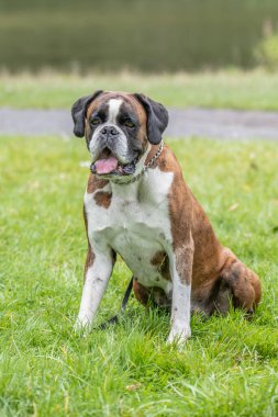 Güzel 3 yaşında safkan altın sarısı Alman boksör köpek yavrusu zıplayarak açık havada atış yapıyor..