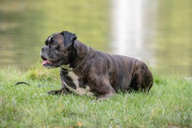 Güzel 3 yaşında safkan altın sarısı Alman boksör köpek yavrusu zıplayarak açık havada atış yapıyor..