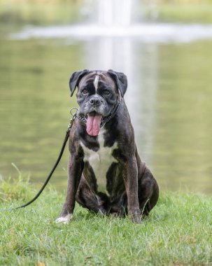 Güzel 3 yaşında safkan altın sarısı Alman boksör köpek yavrusu zıplayarak açık havada atış yapıyor..