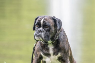 Güzel 3 yaşında safkan altın sarısı Alman boksör köpek yavrusu zıplayarak açık havada atış yapıyor..