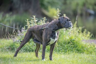 Güzel 3 yaşında safkan altın sarısı Alman boksör köpek yavrusu zıplayarak açık havada atış yapıyor..