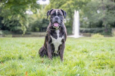 Güzel 3 yaşında safkan altın sarısı Alman boksör köpek yavrusu zıplayarak açık havada atış yapıyor..