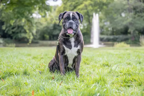 Güzel 3 yaşında safkan altın sarısı Alman boksör köpek yavrusu zıplayarak açık havada atış yapıyor..