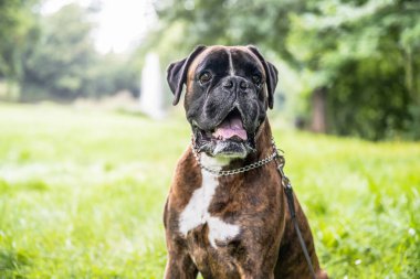 Güzel 3 yaşında safkan altın sarısı Alman boksör köpek yavrusu zıplayarak açık havada atış yapıyor..