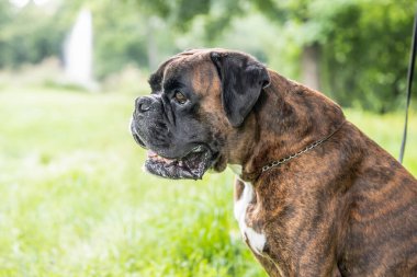 Güzel 3 yaşında safkan altın sarısı Alman boksör köpek yavrusu zıplayarak açık havada atış yapıyor..