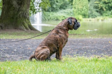 Güzel 3 yaşında safkan altın sarısı Alman boksör köpek yavrusu zıplayarak açık havada atış yapıyor..