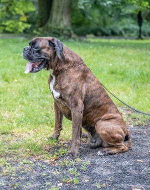 Güzel 3 yaşında safkan altın sarısı Alman boksör köpek yavrusu zıplayarak açık havada atış yapıyor..