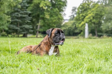 Güzel 3 yaşında safkan altın sarısı Alman boksör köpek yavrusu zıplayarak açık havada atış yapıyor..
