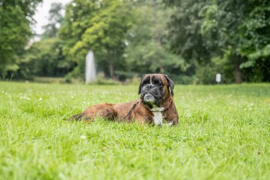 Güzel 3 yaşında safkan altın sarısı Alman boksör köpek yavrusu zıplayarak açık havada atış yapıyor..