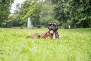 Güzel 3 yaşında safkan altın sarısı Alman boksör köpek yavrusu zıplayarak açık havada atış yapıyor..