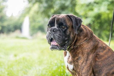 Güzel 3 yaşında safkan altın sarısı Alman boksör köpek yavrusu zıplayarak açık havada atış yapıyor..