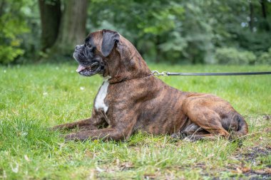 Güzel 3 yaşında safkan altın sarısı Alman boksör köpek yavrusu zıplayarak açık havada atış yapıyor..