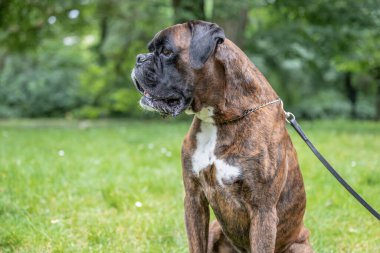 Güzel 3 yaşında safkan altın sarısı Alman boksör köpek yavrusu zıplayarak açık havada atış yapıyor..