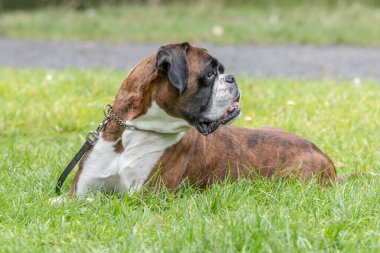 Güzel 3 yaşında safkan altın sarısı Alman boksör köpek yavrusu zıplayarak açık havada atış yapıyor..