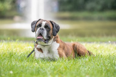 Güzel 3 yaşında safkan altın sarısı Alman boksör köpek yavrusu zıplayarak açık havada atış yapıyor..