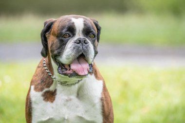 Güzel 3 yaşında safkan altın sarısı Alman boksör köpek yavrusu zıplayarak açık havada atış yapıyor..