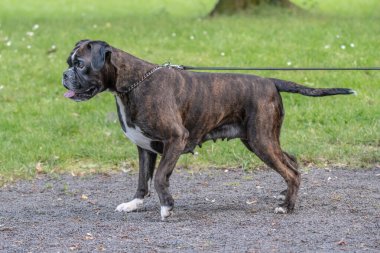 Güzel 3 yaşında safkan altın sarısı Alman boksör köpek yavrusu zıplayarak açık havada atış yapıyor..