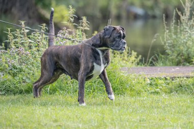 Güzel 3 yaşında safkan altın sarısı Alman boksör köpek yavrusu zıplayarak açık havada atış yapıyor..