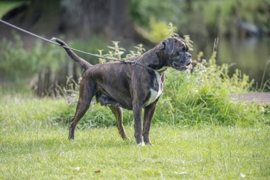 Güzel 3 yaşında safkan altın sarısı Alman boksör köpek yavrusu zıplayarak açık havada atış yapıyor..