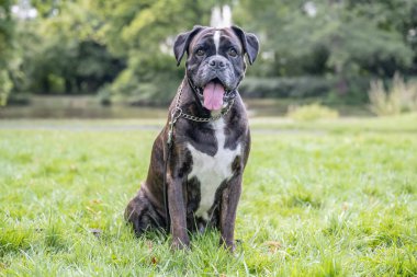 Güzel 3 yaşında safkan altın sarısı Alman boksör köpek yavrusu zıplayarak açık havada atış yapıyor..